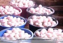 (คลิป) เลี้ยงเป็ดให้ไข่ในยางรถยนต์เพิ่มความสะอาดลดค่าแรงงาน