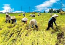 ช็อกโลก ราคาข้าวเวียดนาม พุ่งแซงไทยรอบ 30 ปี