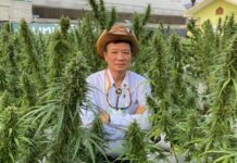 จุดพลุธุรกิจกัญชาอินทรีย์ ม.แม่โจ้เนื้อหอม 100 บริษัทแห่ให้ทุน R&D
