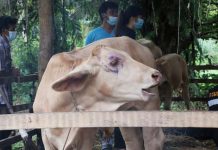 ลัมปีสกินแพร่2ด. เสียหาย500ล้าน