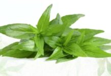 3สมุนไพร ช่วยเสริมภูมิคุ้มกันสู้ไวรัสที่ควรมีติดบ้าน