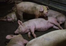พบ อหิวาต์แอฟริกา ใน 3 ฟาร์มหมูที่ประจวบ ปศุสัตว์ประกาศเป็นเขตโรคระบาด