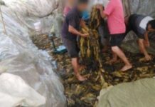 แฉโรงงานผลิตผักกาดดองสุดสยอง ขุดหลุมดินทำอย่างหยาบ คนงานเอาเท้าเหยียบ แถมโยนก้นบุหรี่ใส่ สภาพน่าขยะแขยง คนเดือดสนั่น