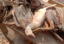 (คลิป) “ไก่พื้นเมือง” ล้มตายไม่ทราบสาเหตุ ขณะที่ปศุสัตว์เร่งฉีดพ่นยาฆ่าเชื้อ-ป้องกันการระบาด