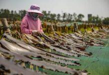 ‘ปลิงทะเล-โสมอเมริกัน’ สินค้าขึ้นชื่อเมืองเวยไห่ ขึ้นแท่นสินค้าส่งเสริมระดับชาติ