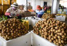 ไหหลำส่งออก ‘ผลไม้เขตร้อน’ เติบโต ส่งลิ้นจี่ไร้เมล็ดป้อนตลาดไทยครั้งแรก