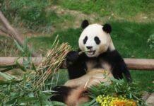 บทวิเคราะห์ ยอดจำนวนหมีแพนด้าในป่าเฉียด 1,900 ตัว