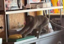 คลิปลิงจ๋อ ตัวตึงจอมเทียน หิวโซบุกร้านราเมงขโมยข้าวโพดอ่อน