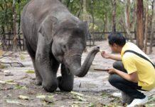 ลาวบริจาค ‘ช้างเอเชีย’ ให้กัมพูชา หวังกระชับมิตรภาพความสามัคคี