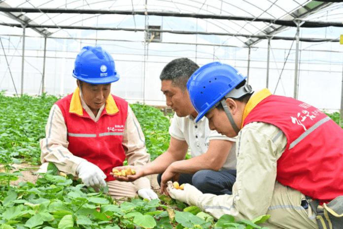 (863_06062024) State Grid unit powers globalization of SW China's Wuxi virus-free potatoes (1)_0