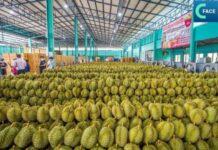 ไทยทำอย่างไร ให้ทุเรียนไทยยังครองใจผู้บริโภคจีน