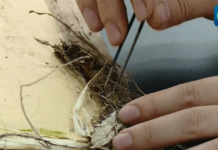 (คลิป) นักวิจัยจีนค้นพบพืชชนิดใหม่ 1 สายพันธุ์ และสัตว์ชนิดใหม่ 4 สายพันธุ์