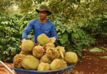 เวียดนามคาดส่งออก ‘ทุเรียน’ ปี 2024 สูงแตะ 3.5 พันล้านดอลล์