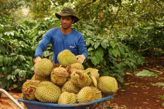 THAILAND-VIETNAM-CHINA-RCEP-DURIAN TRADE