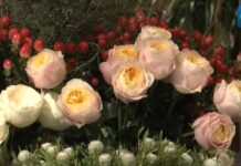 (คลิป) กุหลาบยูนนานกำลังเป็นที่นิยมในตลาดญี่ปุ่น