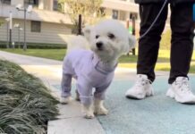 (คลิป) ธุรกิจดูแลสัตว์เลี้ยงในเซี่ยงไฮ้เติบโตอย่างมาก