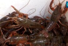 (คลิป) ปีนี้กุ้งเครย์ฟิช มณฑลเจียงซูมีราคาสูงถึง 460-1,100 บาทต่อกิโลกรัม