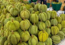 กระบวนการ “ตีกิน ตีกัน” …!!?? “ห้องแลป” ตรวจทุเรียนไทยไปจีน