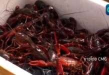 (คลิป) อากาศอุ่นขึ้น กุ้งเครย์ฟิชของมณฑลเจียงซู มาแล้ว