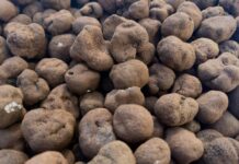 เห็ดทรัฟเฟิลยูนนาน : สินค้าท้องถิ่นจีน ประชันของนำเข้า หวังเจาะตลาดโลก