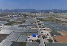 จีนกางแผนยุทธศาสตร์ปี 2026 ‘ความมั่นคงทางอาหาร – แก้จนระยะยาว – พัฒนาชนบท’ 3 เสาหลัก