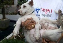 ตอบข้อสงสัยเกี่ยวกับ พ.ร.บ. ป้องกันการทารุณสัตว์ฯ