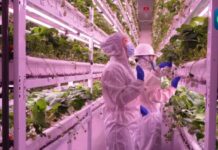 (คลิป) โรงงานปลูกพืชแนวตั้ง 20 ชั้นในเสฉวน ก้าวสู่เกษตรสมัยใหม่