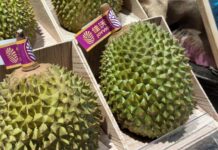 ตลาดบริโภค ‘ทุเรียน’ ในจีนโตต่อเนื่อง กระตุ้นแหล่งผลิตในอาเซียนปรับแผนแข่งขัน