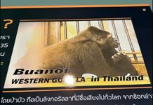 ผลการติดตามกรณี กอริลลา “บัวน้อย”