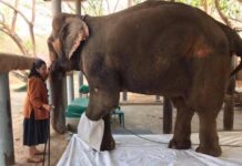 มูลนิธิเพื่อนช้างและเครือข่าย ร้องรัฐมนตรีตรวจสอบดูแลจัดสวัสดิภาพช้างสีดอแก้ว