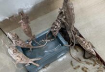 เลขาธิการ TSPCA ขอบคุณภาครัฐ เอาจริงแก้ค้าสัตว์ป่าผิดกฎหมาย