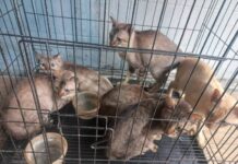 TSPCA ติดตามแมว 25 ตัว ที่ขาดผู้ดูแล ชูโมเดลแก้ปัญหาอย่างยั่งยืน