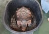 (คลิป) “ลุ้นรอด! เต่ากระหายากอายุหลายสิบปี เกยหาดจอมเทียนสภาพอ่อนแรง เทศกิจ-กู้ภัยทางทะเล-ทหารเรือเร่งช่วยชีวิตส่งฟื้นฟู”