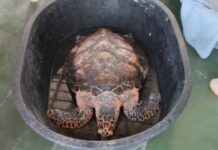 (คลิป) “ลุ้นรอด! เต่ากระหายากอายุหลายสิบปี เกยหาดจอมเทียนสภาพอ่อนแรง เทศกิจ-กู้ภัยทางทะเล-ทหารเรือเร่งช่วยชีวิตส่งฟื้นฟู”