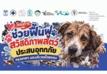 TSPCA เร่งช่วยสัตว์ติดค้างพร้อมเตือนโรคในสัตว์ที่เกิดจากน้ำท่วม